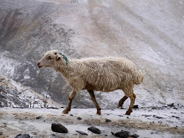 俄罗斯旁一片神秘的土地 夹缝中生存的畜牧民族 